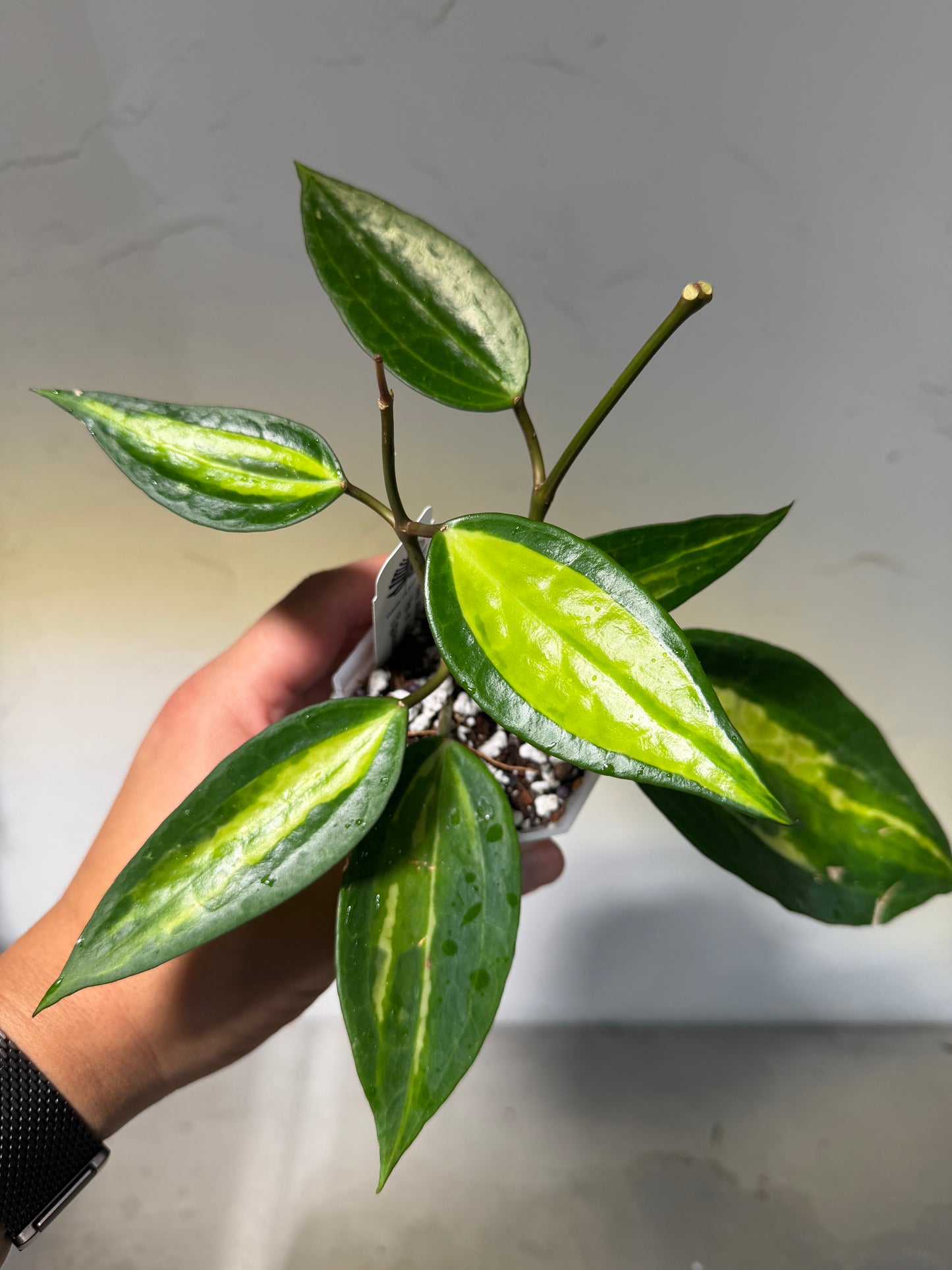 3' Hoya latifolia 'Pot of Gold' - Dade Plant Co