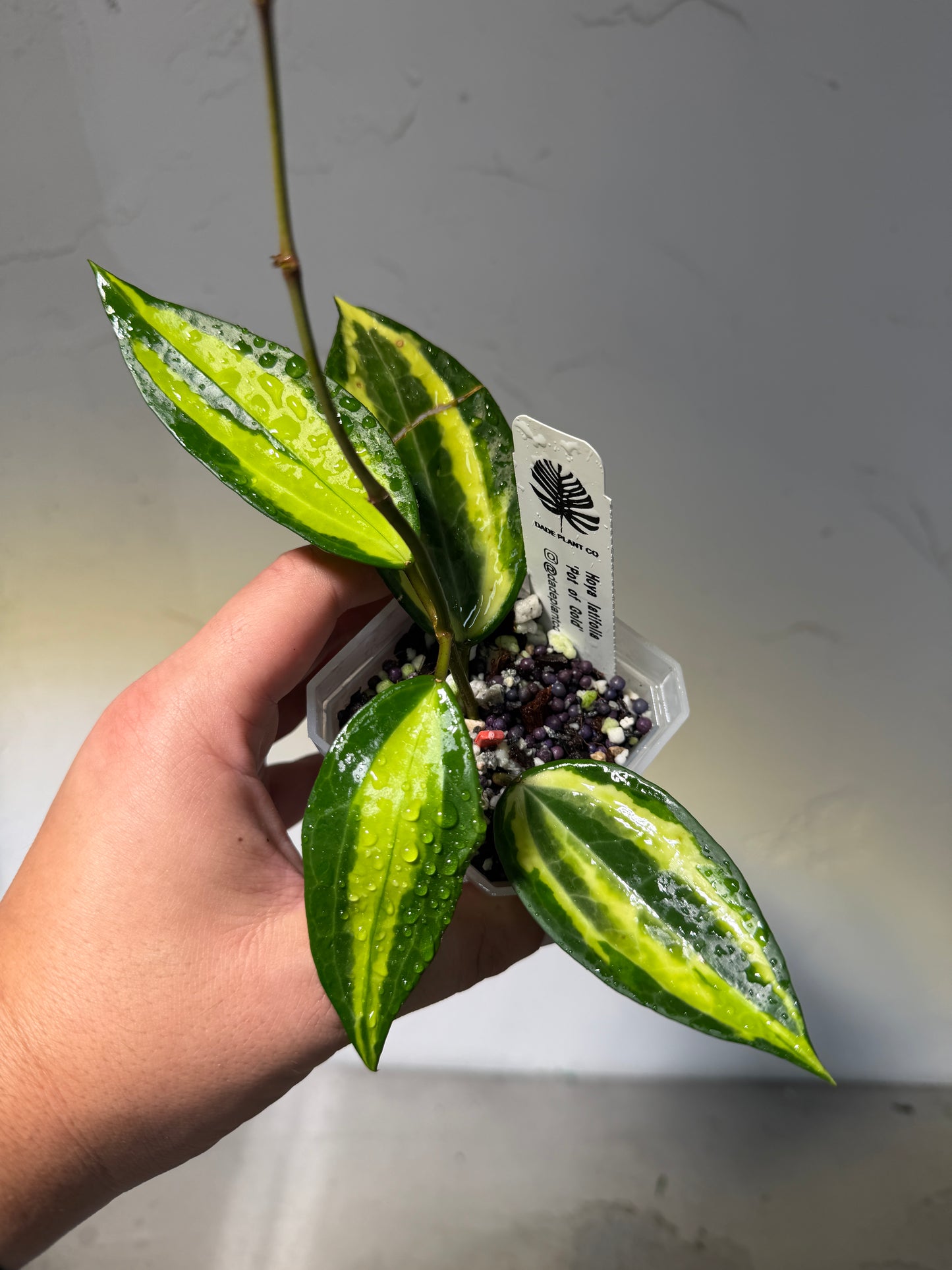 3' Hoya latifolia 'Pot of Gold' - Dade Plant Co
