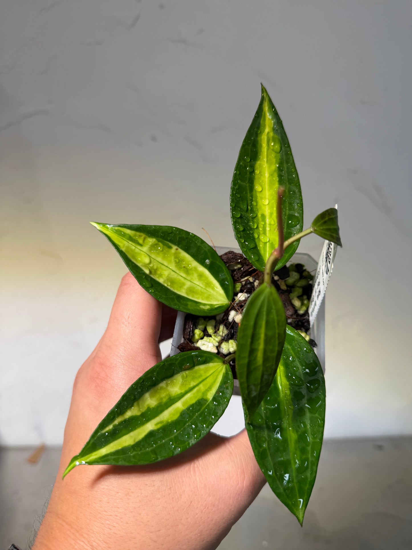 3' Hoya latifolia 'Pot of Gold' - Dade Plant Co