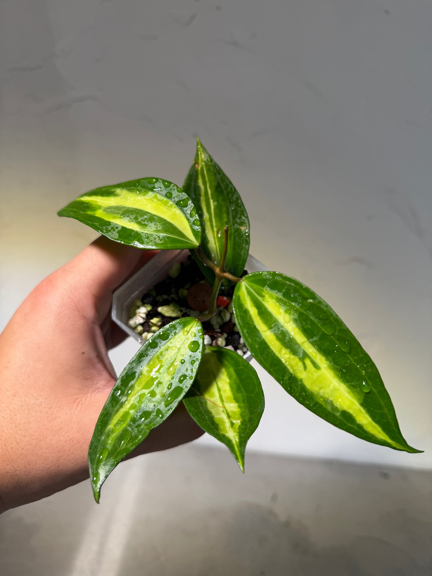 3' Hoya latifolia 'Pot of Gold' - Dade Plant Co