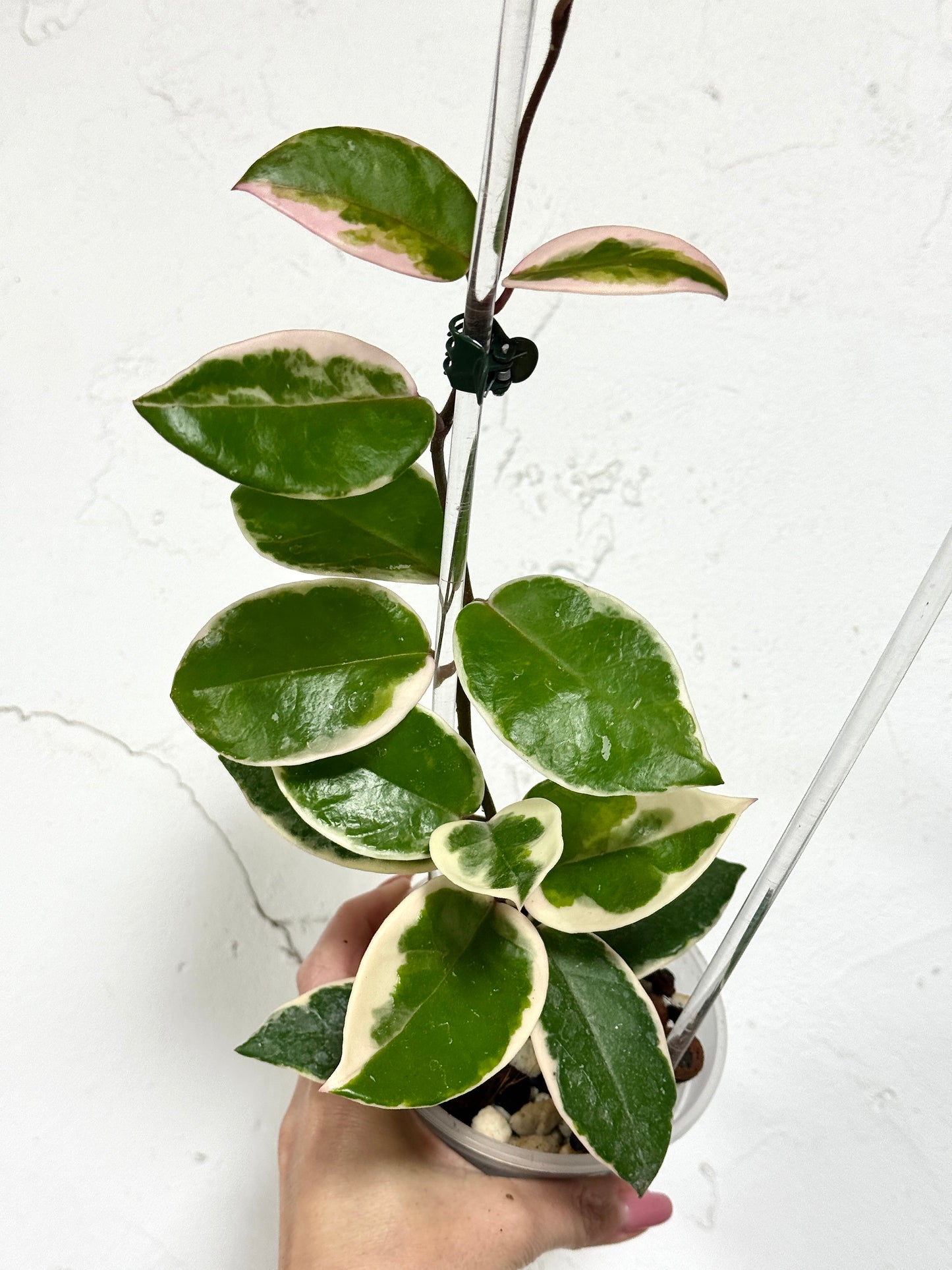 3" Hoya carnosa 'Flamingo Dreams' - Dade Plant Co