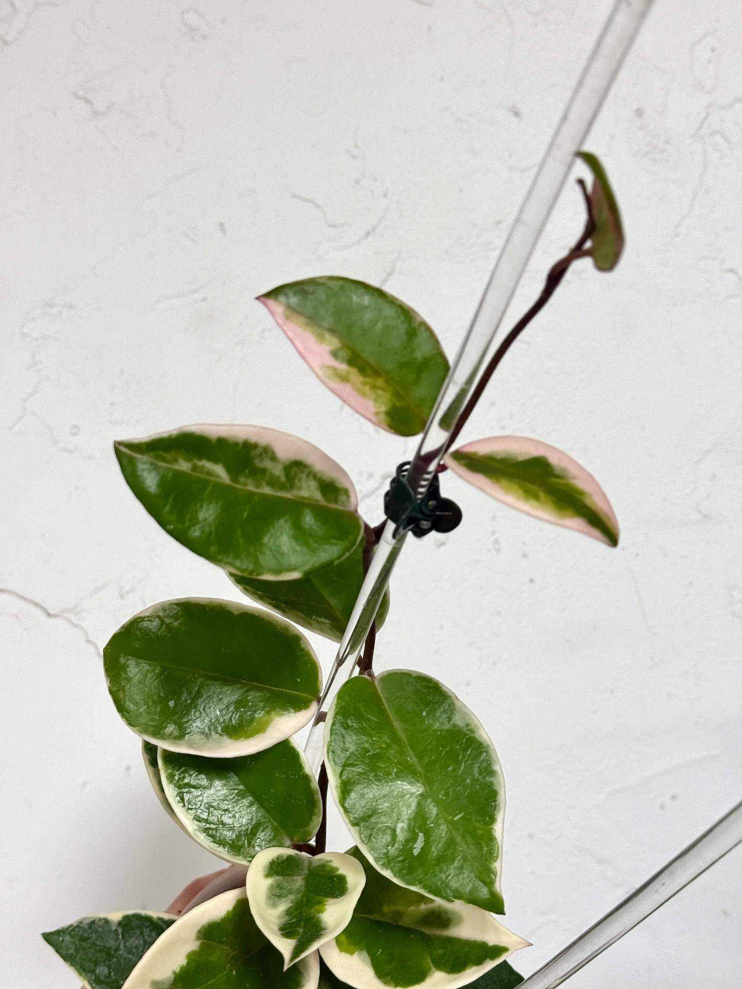 3" Hoya carnosa 'Flamingo Dreams' - Dade Plant Co