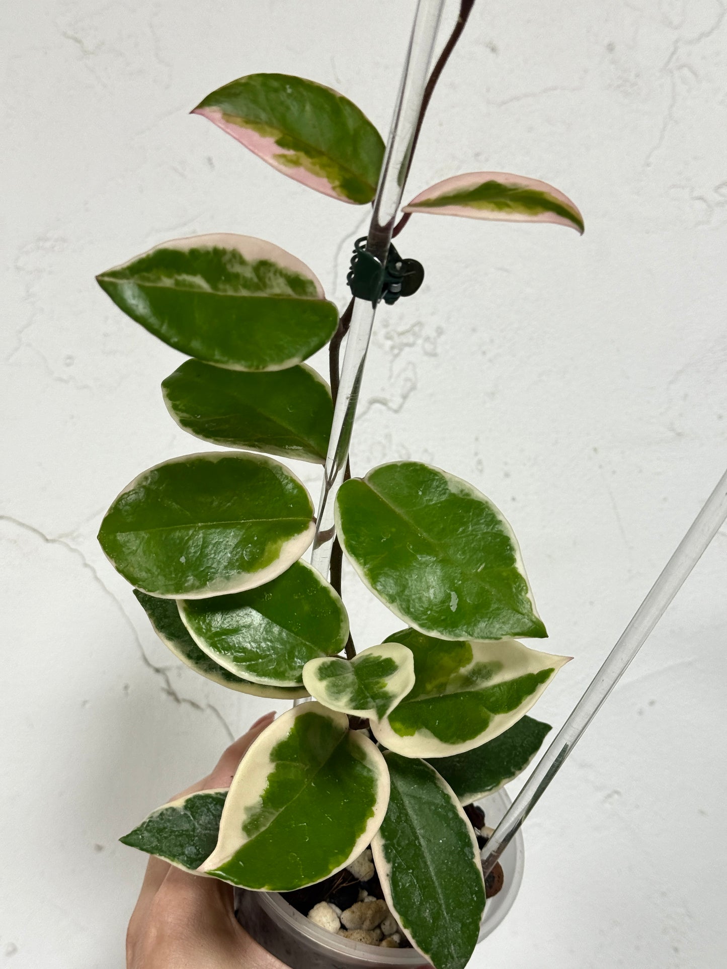 3" Hoya carnosa 'Flamingo Dreams' - Dade Plant Co