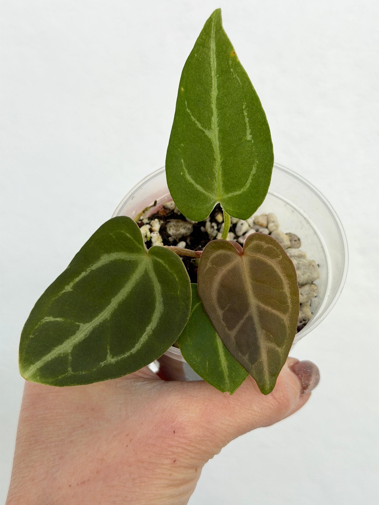 3" Anthurium 'Zara' x Self