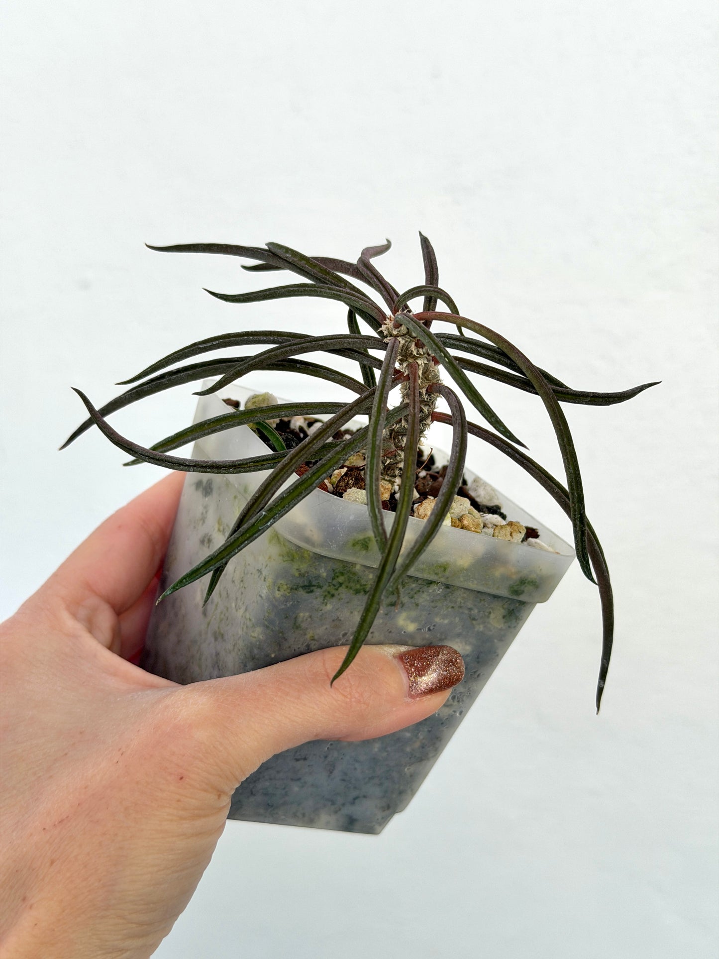 3" Euphorbia cylindrifolia ssp. tuberifera