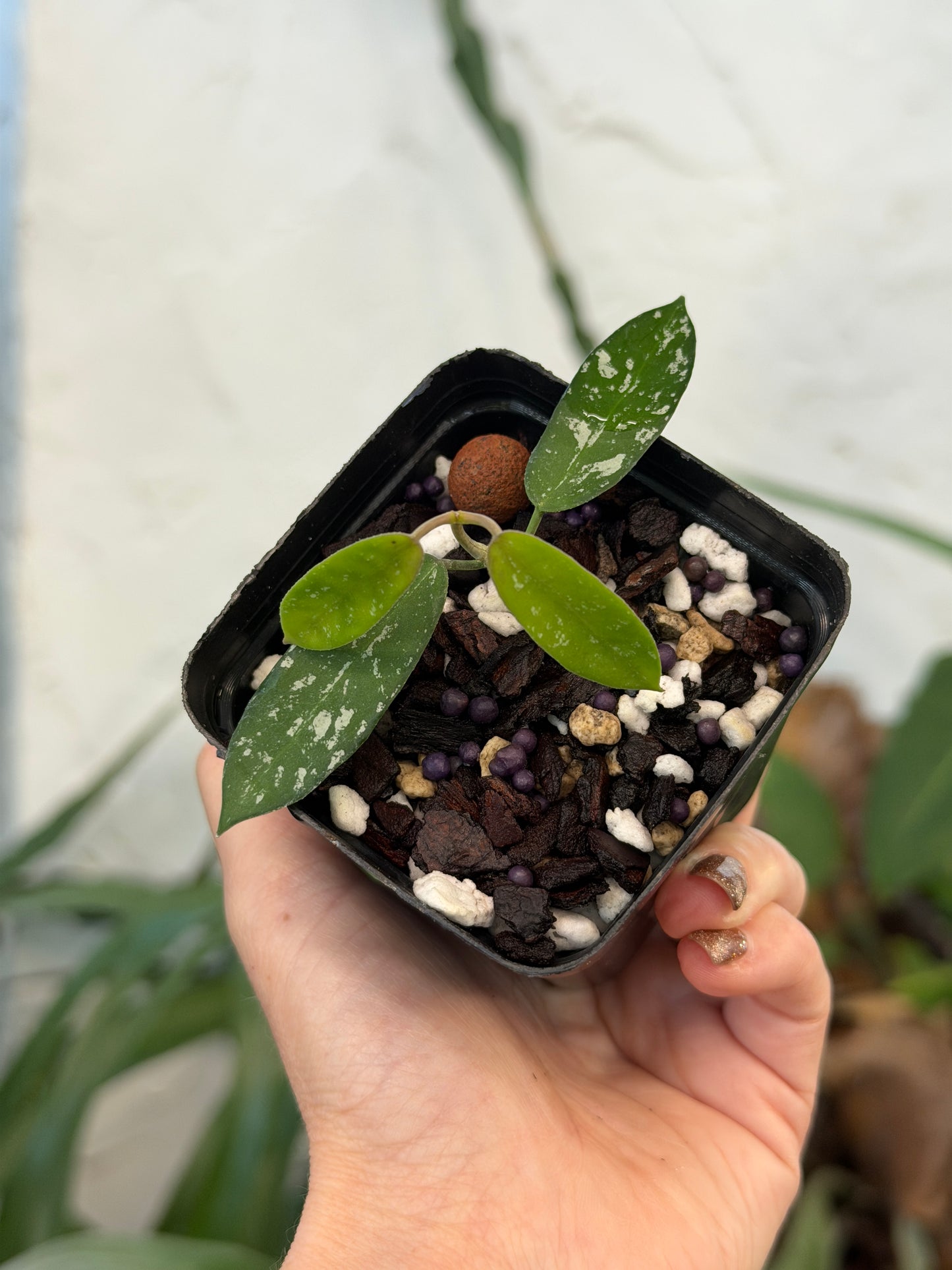 3"Hoya sungwooki (fka Hon Thom) - Dade Plant Co