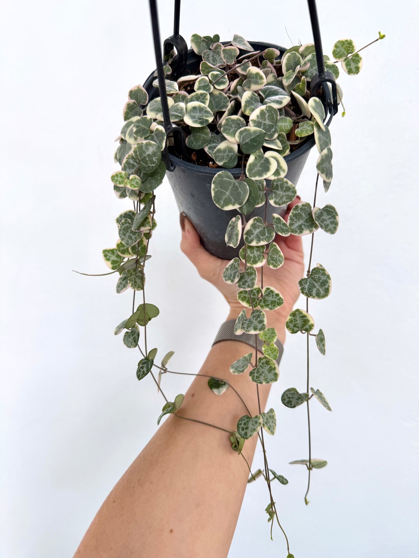 4" Ceropegia Woodii 'Variegated String of Hearts' - Dade Plant Co