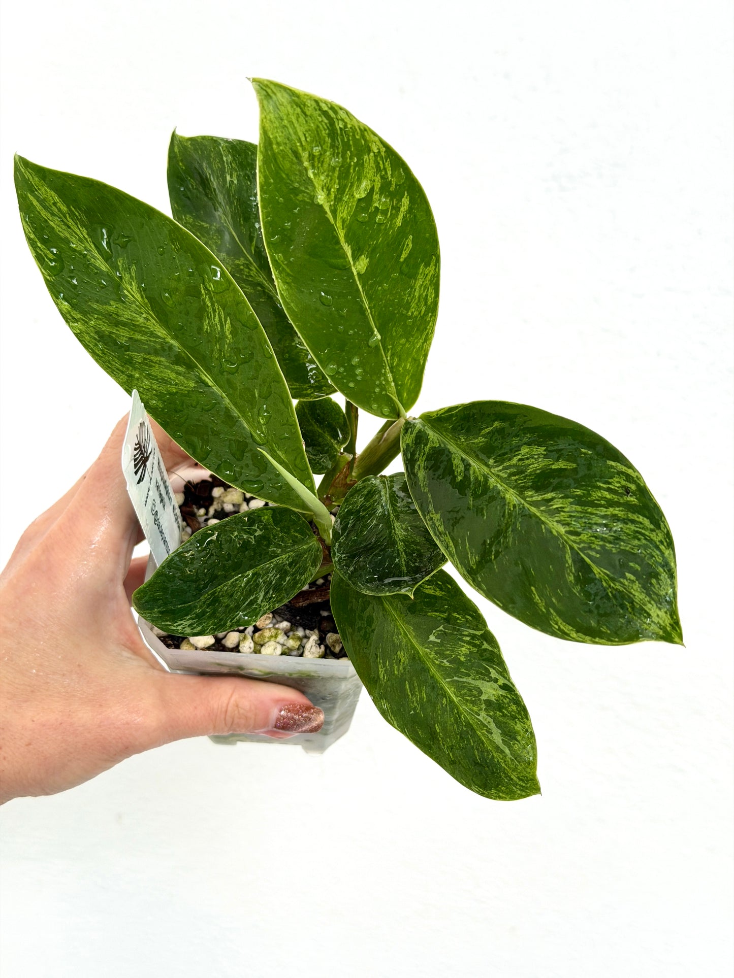 3" Rhaphidophora elliptifolia (Variegated)