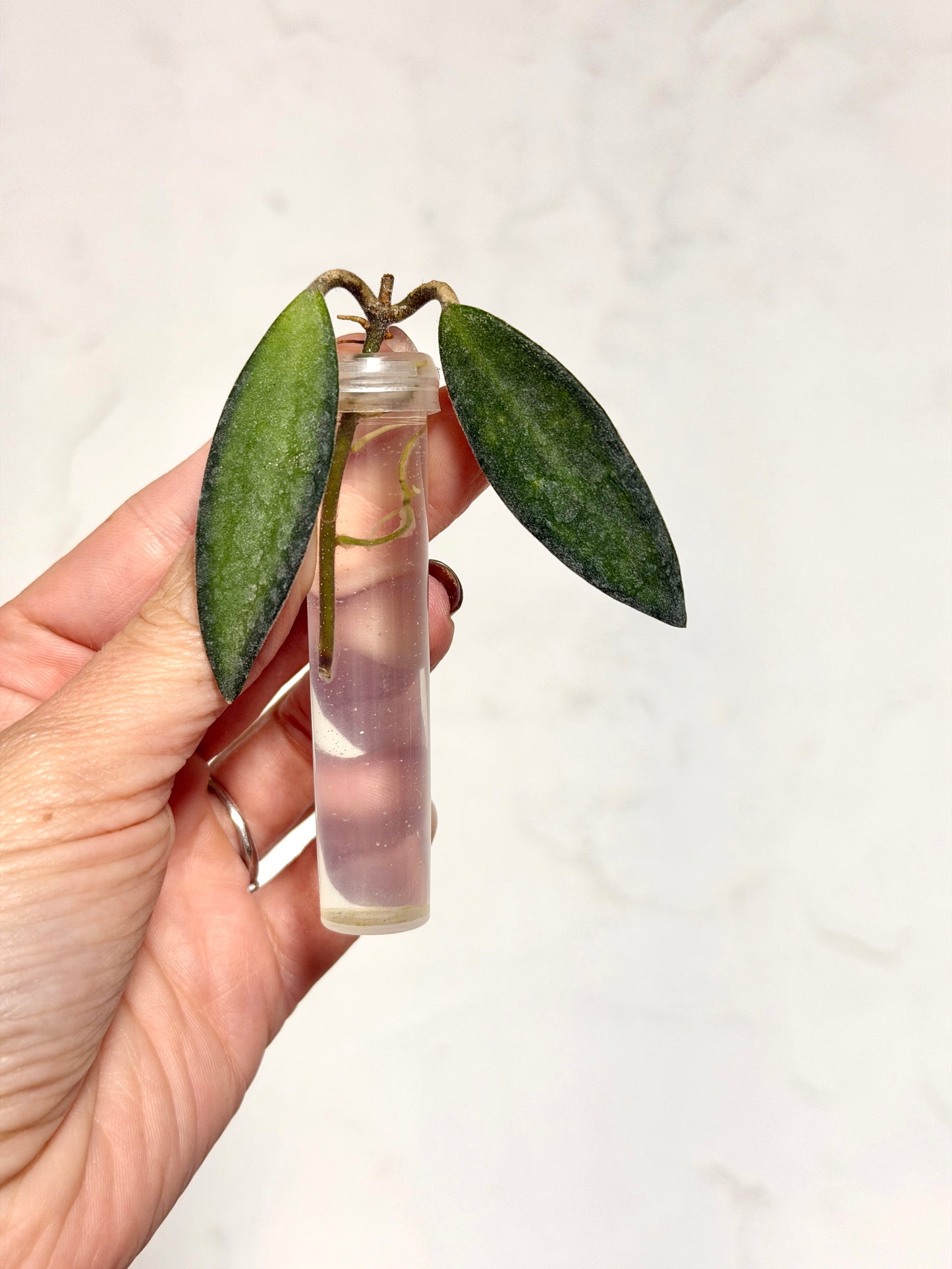 Hoya anncajanoe - Fresh Cutting - Dade Plant Co