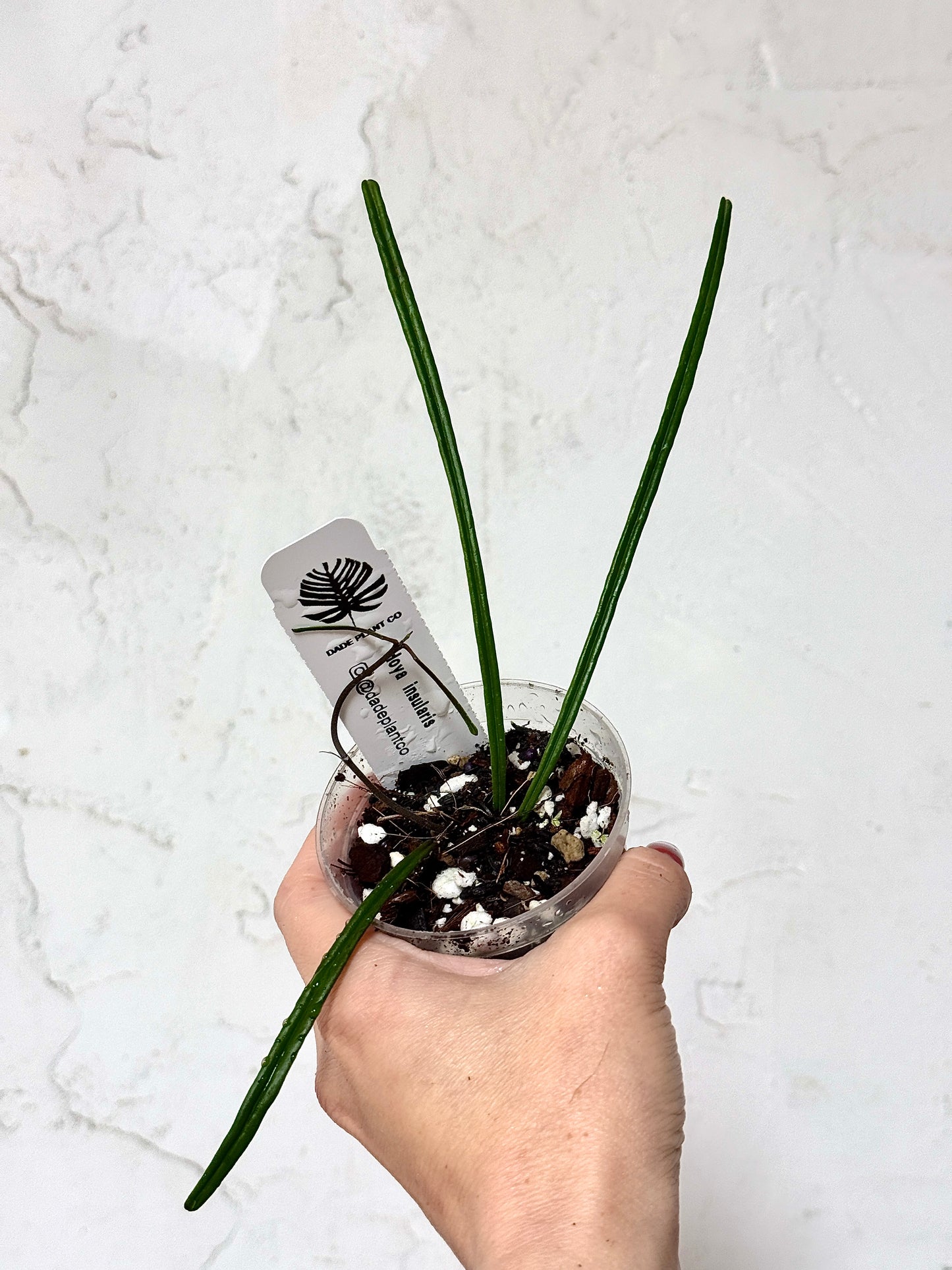 3" Hoya insularis
