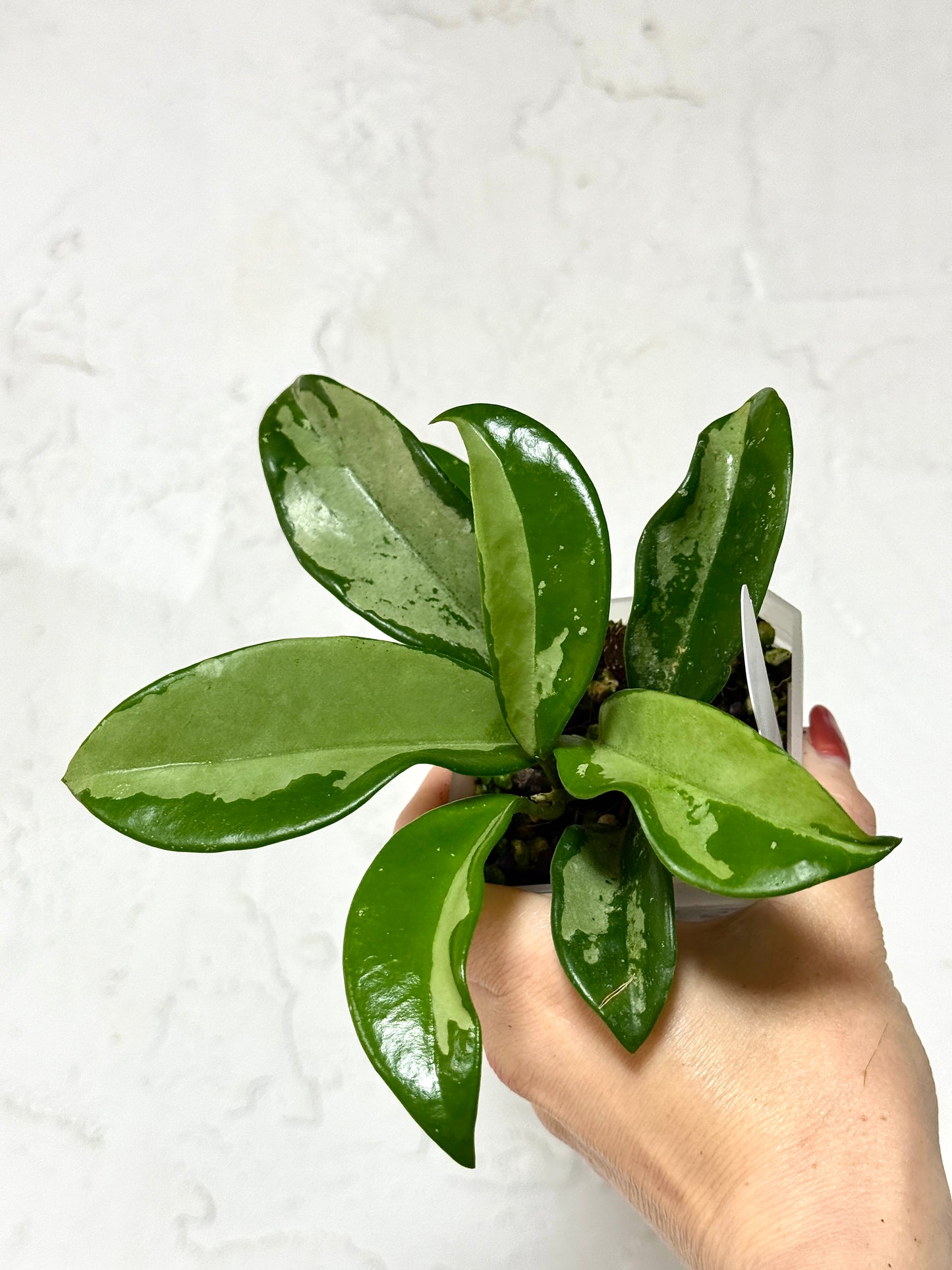 3" Hoya carnosa 'Silver Moon' (AH-074) - Dade Plant Co