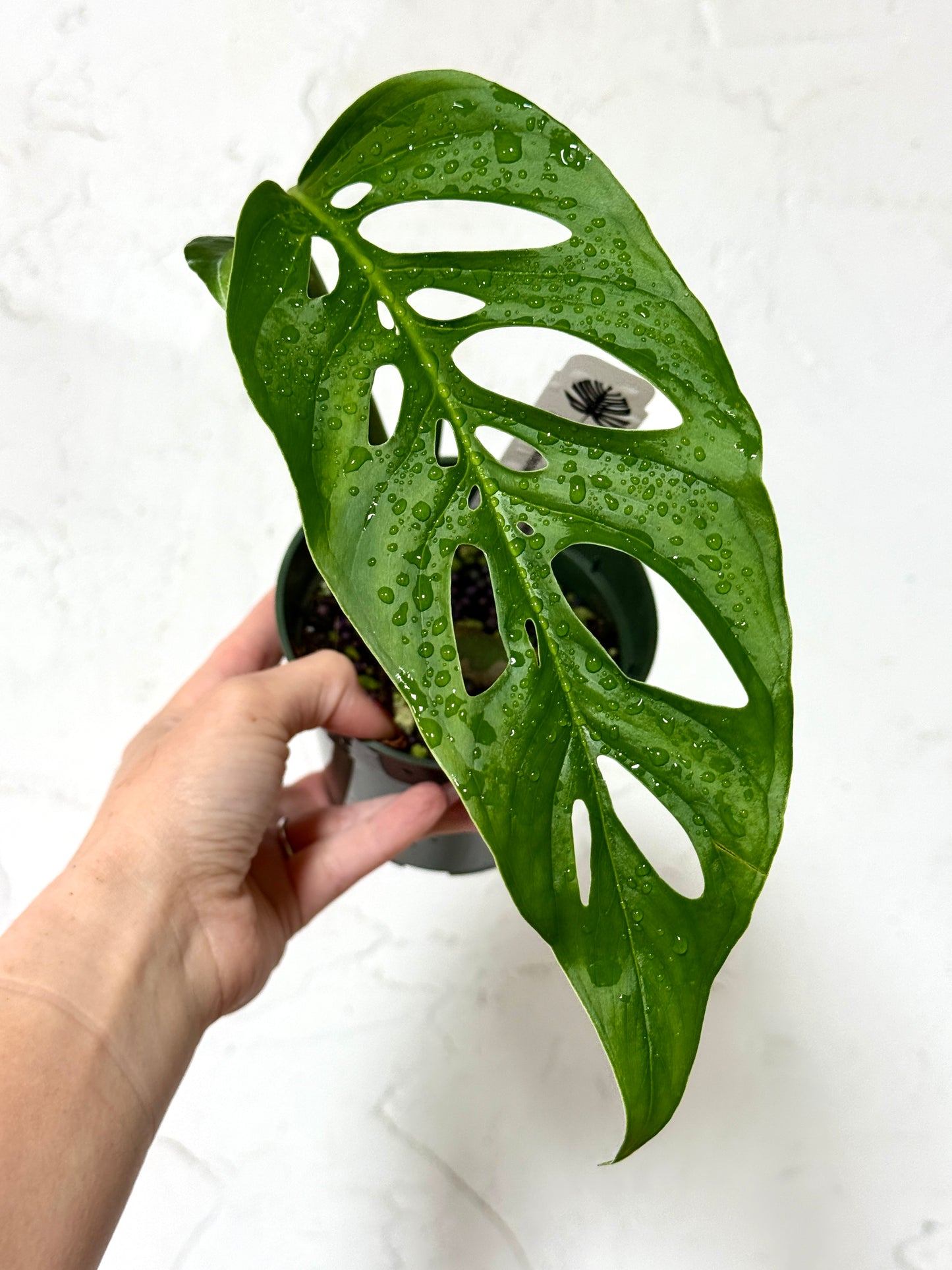 4" Monstera adansonii var. 'Laniata' - Dade Plant Co