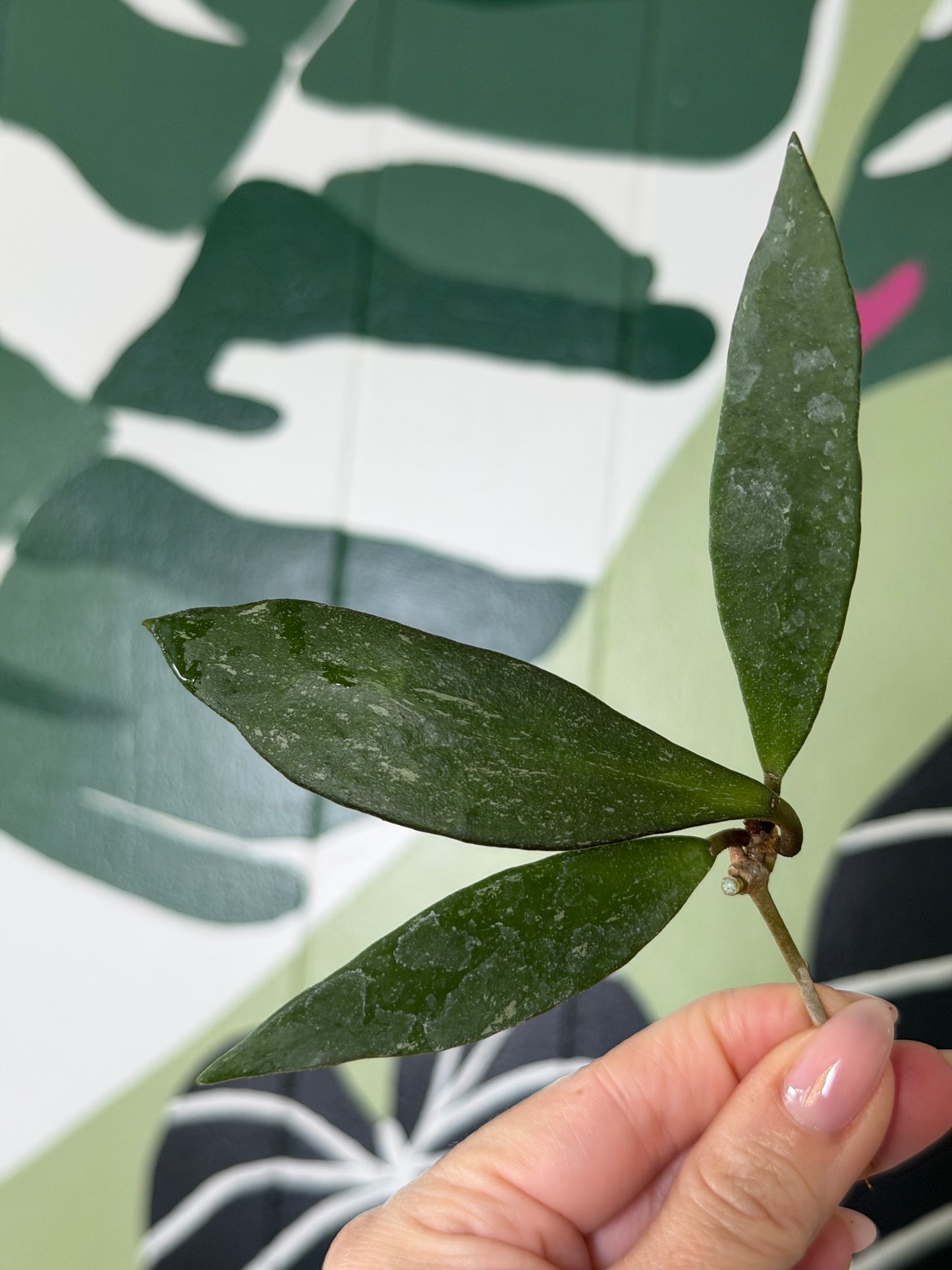 Hoya micrantha- Fresh Cutting
