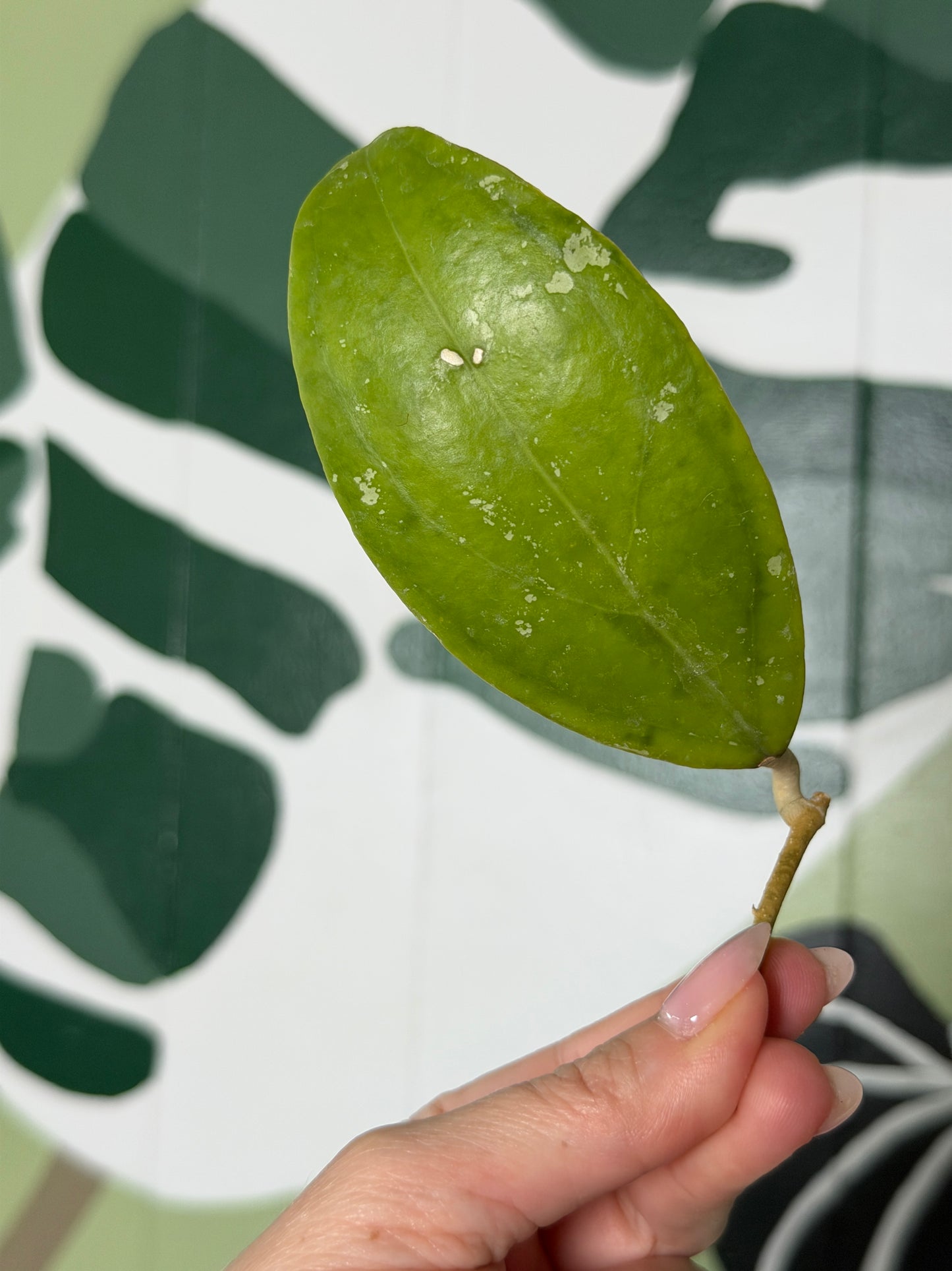 Hoya juannguoanna - Fresh Cutting - Dade Plant Co