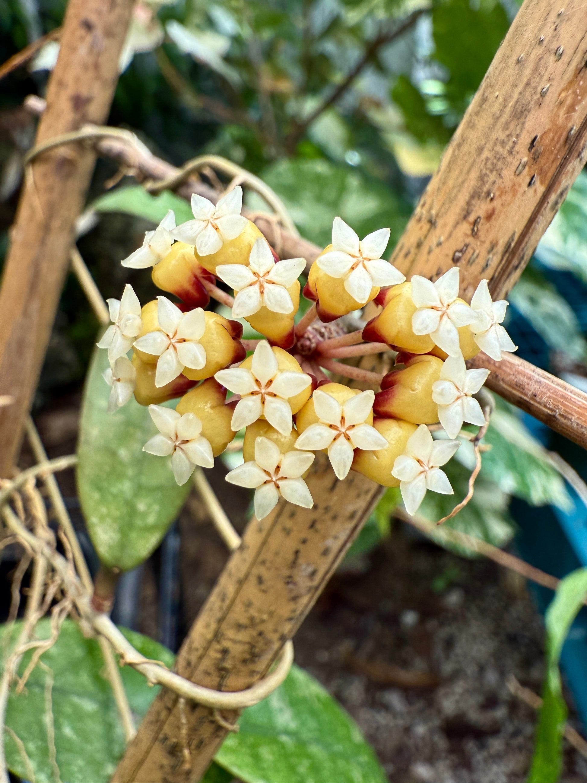 Common/Uncommon Hoya Mystery Cutting Bundle (5 Fresh Cuttings) - Dade Plant Co