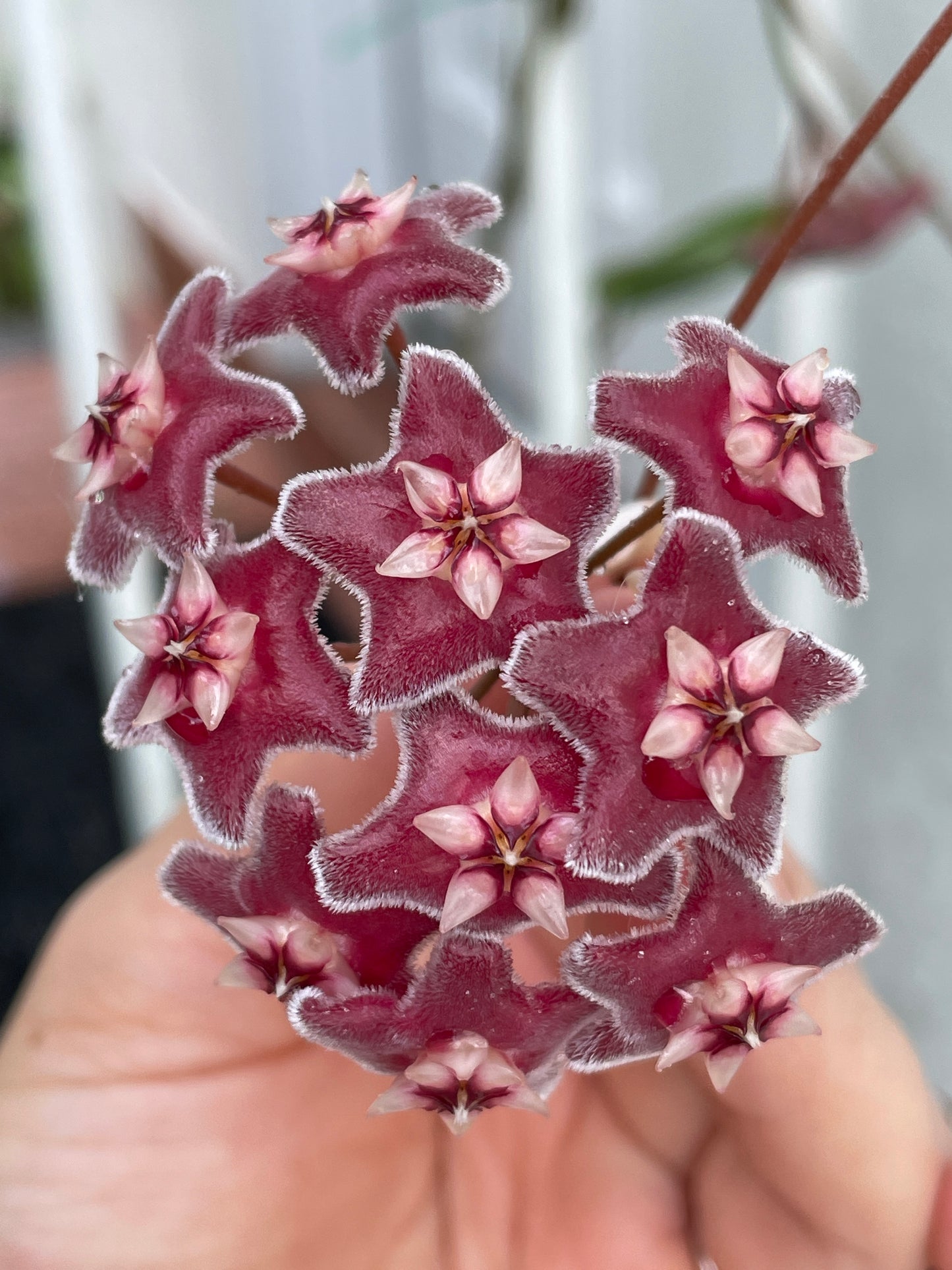 3"Hoya pubicalyx 'Pink Silver Ghost' - Dade Plant Co