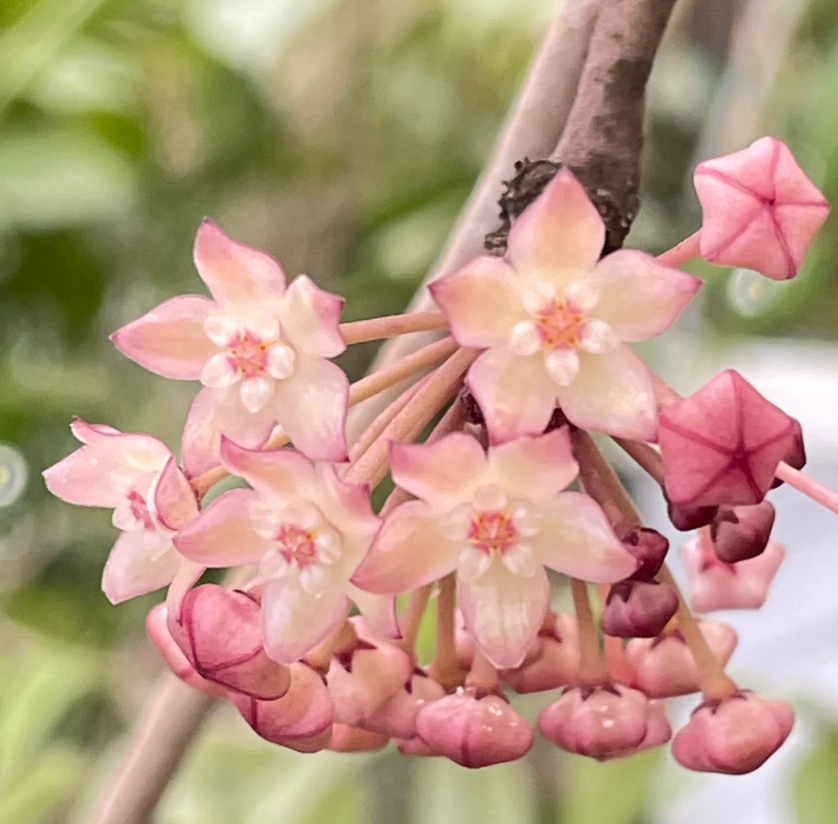 3' Hoya latifolia (fka macrophylla Albomarginata) - Dade Plant Co