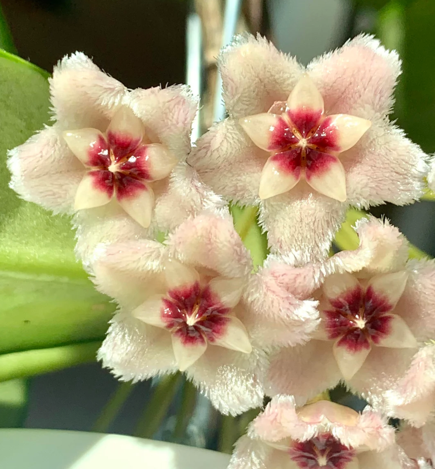 3" Hoya carnosa 'Silver Moon' (AH-074) - Dade Plant Co