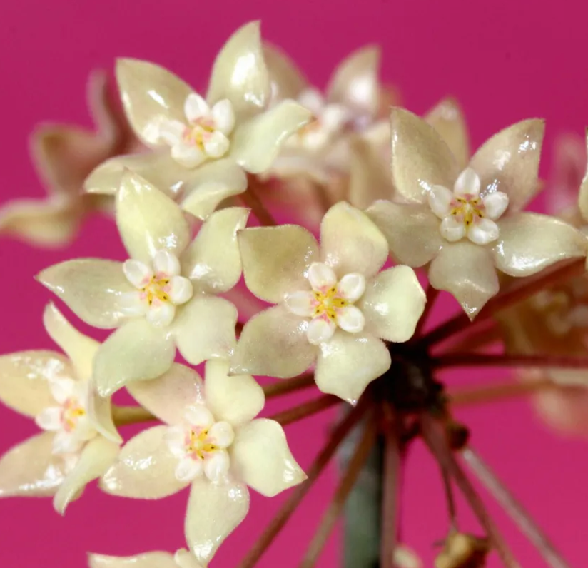 4" Hoya rangsan (Splash)