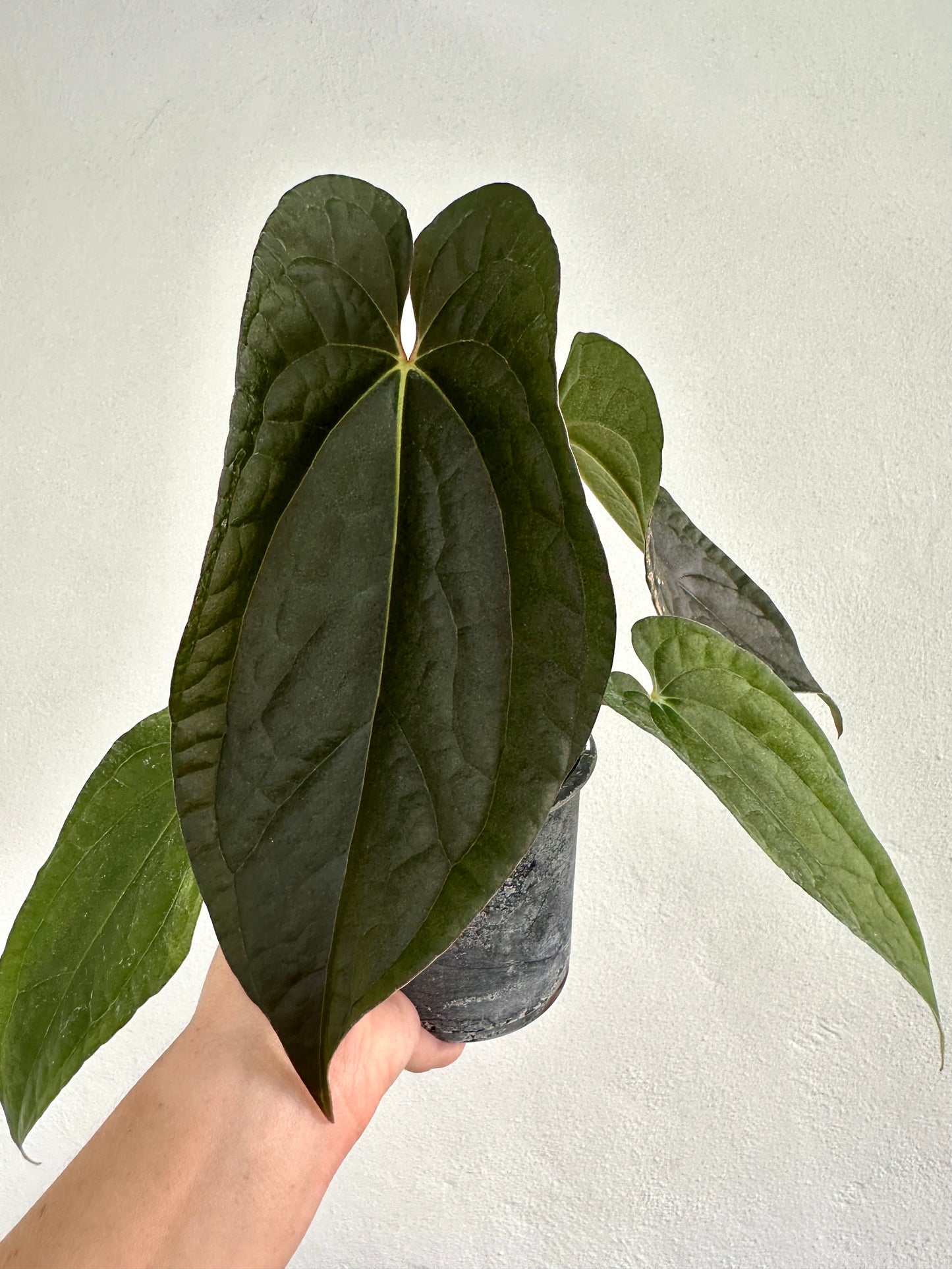 Anthurium antolakii (BVEP) x luxurians