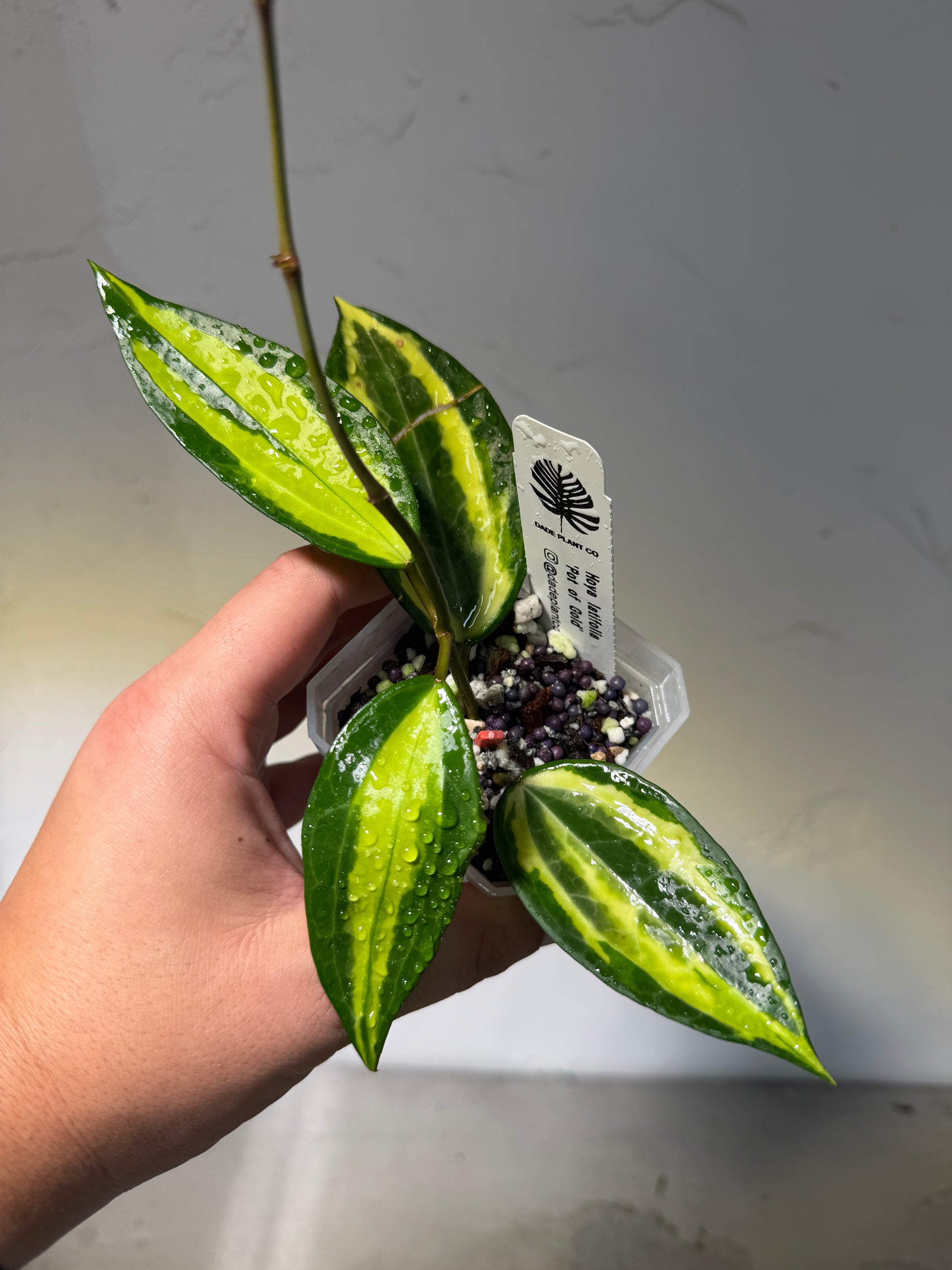 3' Hoya latifolia 'Pot of Gold' - Dade Plant Co