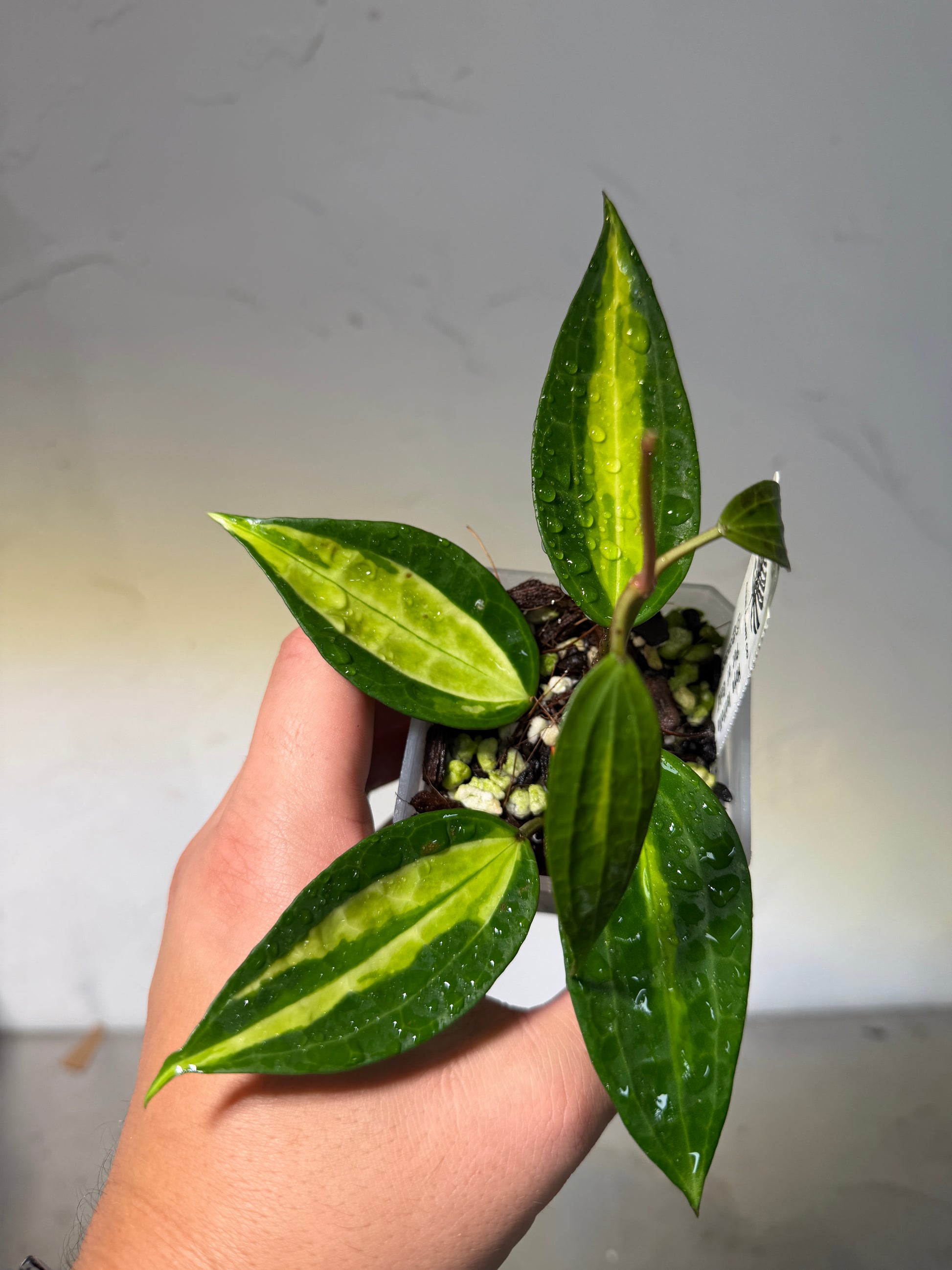 3' Hoya latifolia 'Pot of Gold' - Dade Plant Co