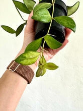 Load image into Gallery viewer, 3&quot; Hoya Variegated Burtoniae variegated aff. - Dade Plant Co
