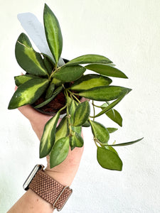 3" Hoya Variegated Burtoniae variegated aff. - Dade Plant Co