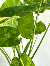 Load image into Gallery viewer, 6&quot; Large Alocasia Macrorrhiza Aurea - Dade Plant Co
