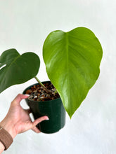 Load image into Gallery viewer, 6&quot; Monstera Sierrana - Dade Plant Co
