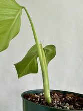 Load image into Gallery viewer, 6&quot; Monstera Sierrana - Dade Plant Co
