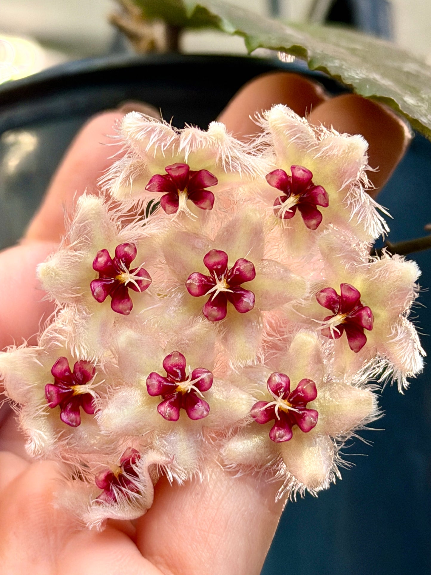 4" Hoya caudata