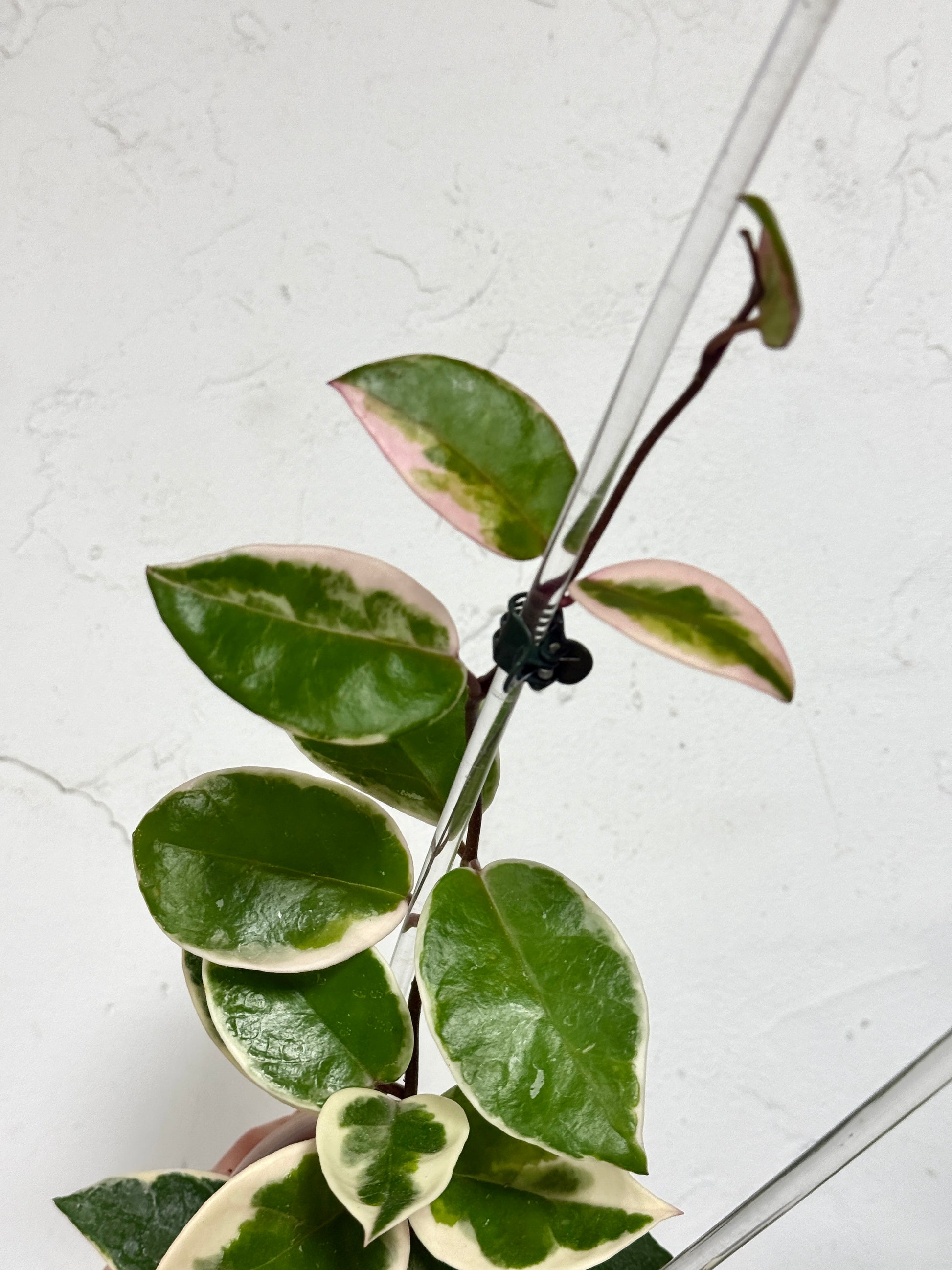 3" Hoya carnosa 'Flamingo Dreams' - Dade Plant Co