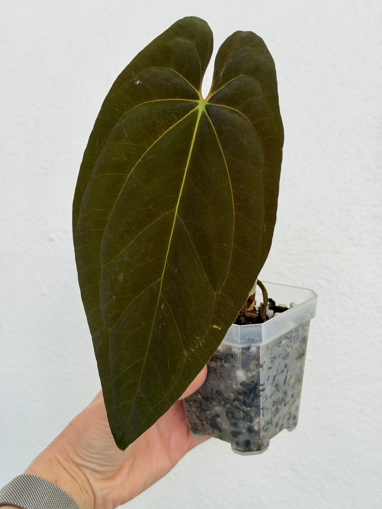 3" Anthurium papillilaminum