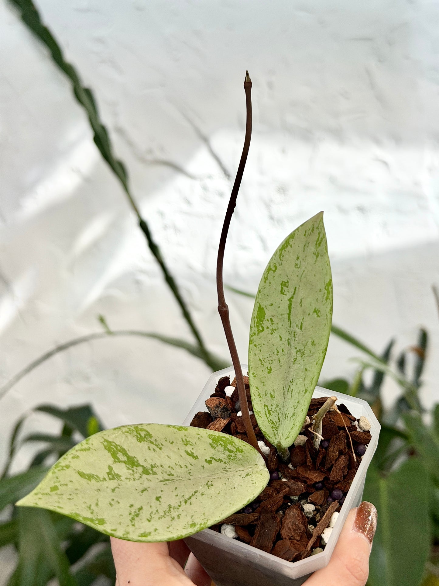 3"Hoya pubicalyx 'Pink Silver Ghost' - Dade Plant Co