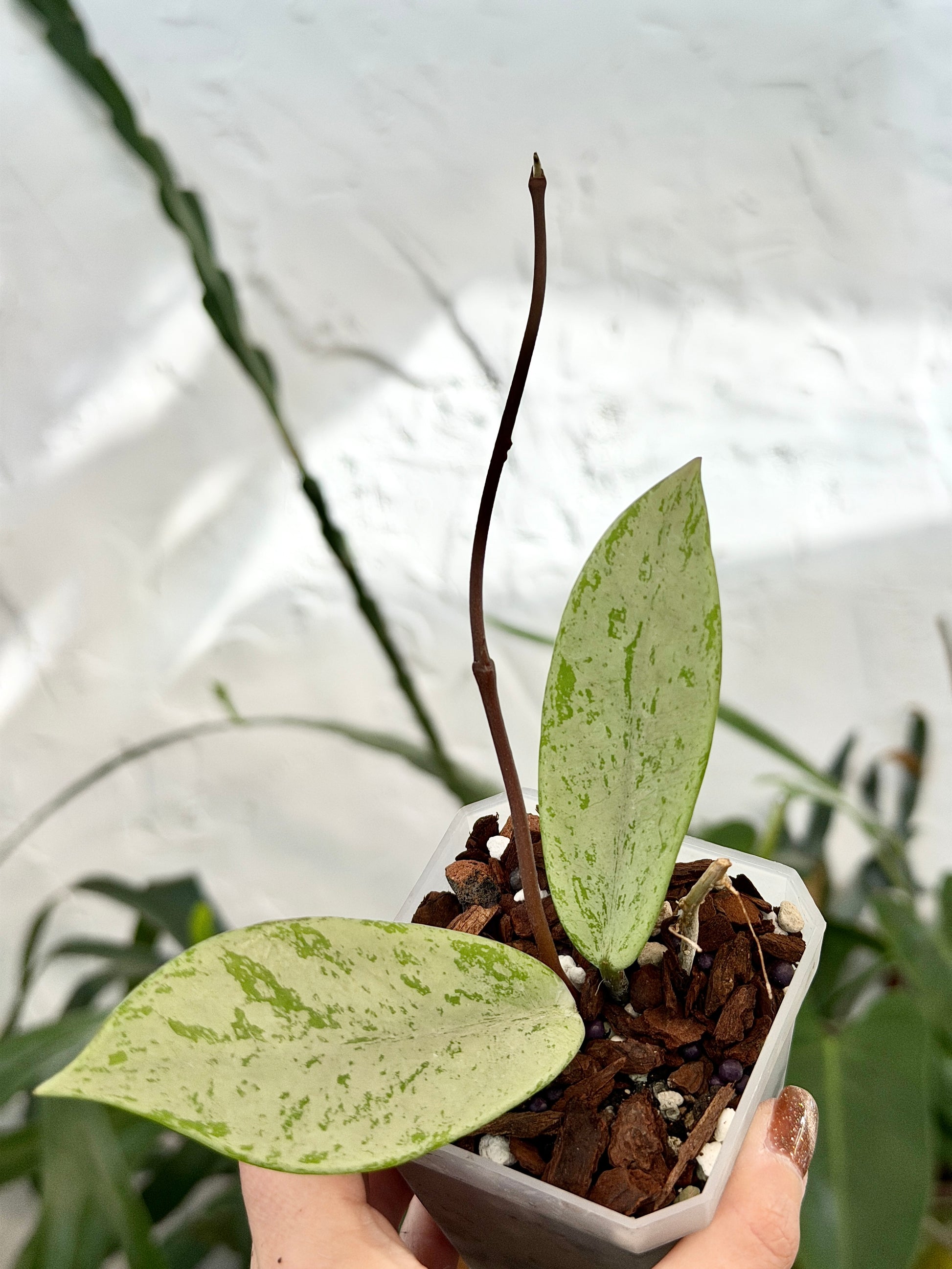 3"Hoya pubicalyx 'Pink Silver Ghost' - Dade Plant Co