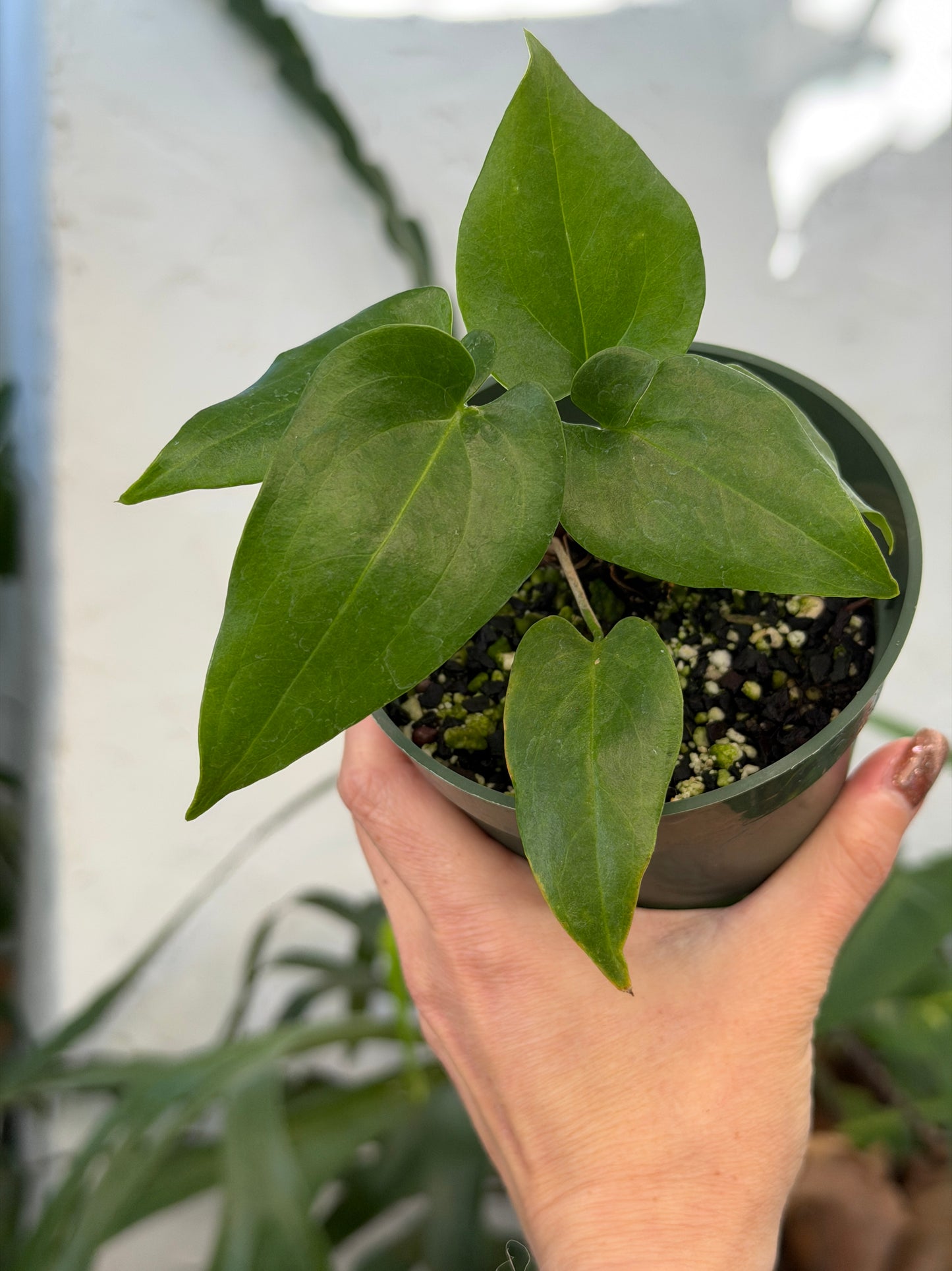 4" Anthurium watermaliense