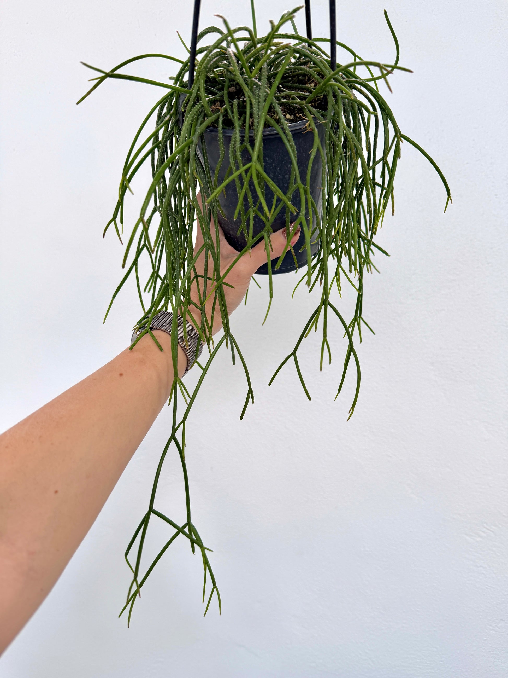 4" Rhipsalis baccifera 'Mistletoe Cactus' - Dade Plant Co