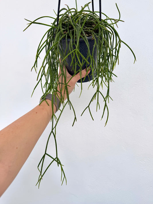 4" Rhipsalis baccifera 'Mistletoe Cactus' - Dade Plant Co