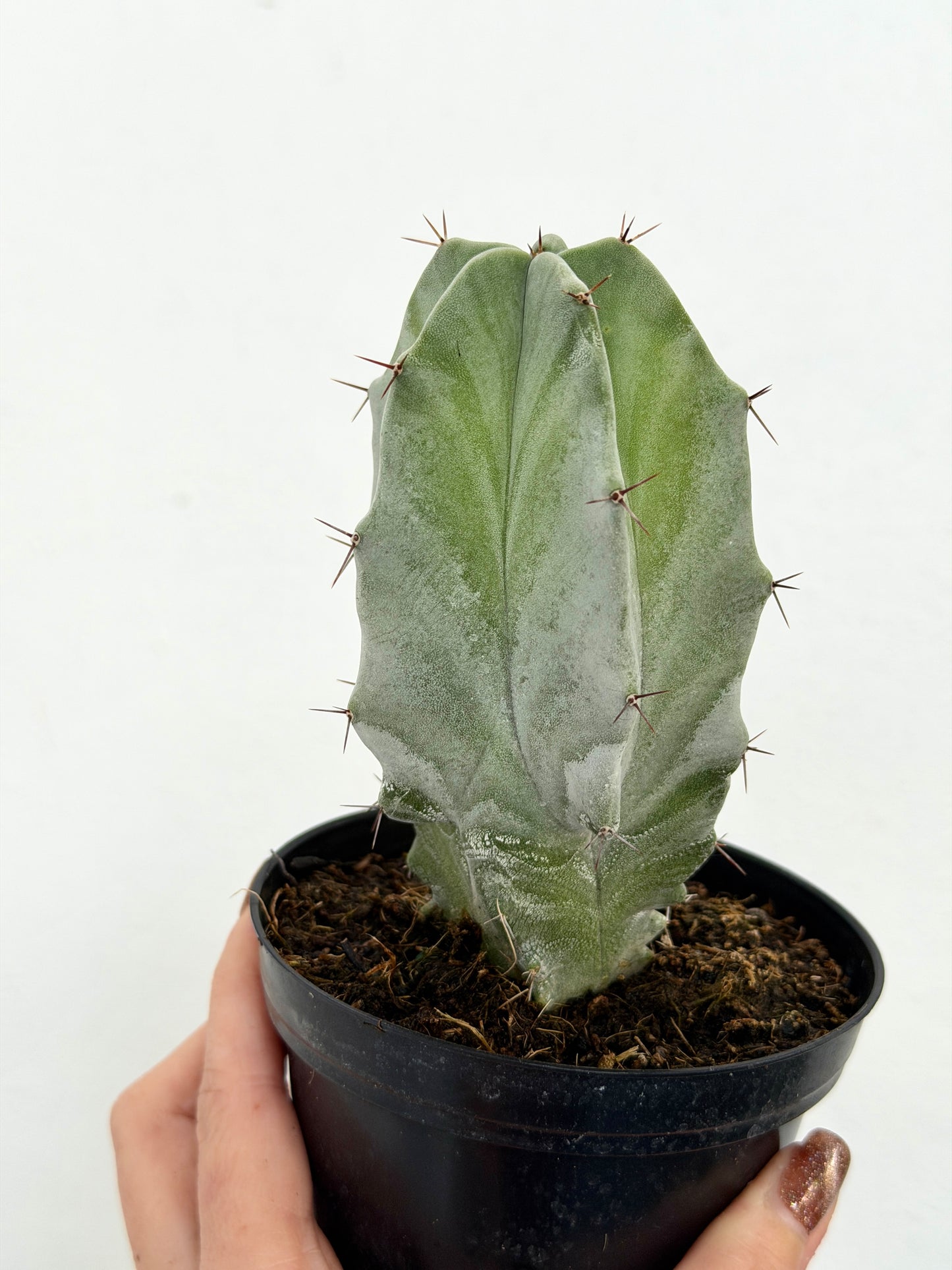 4" Stenocereus pruinosus “Gray Ghost Cactus'