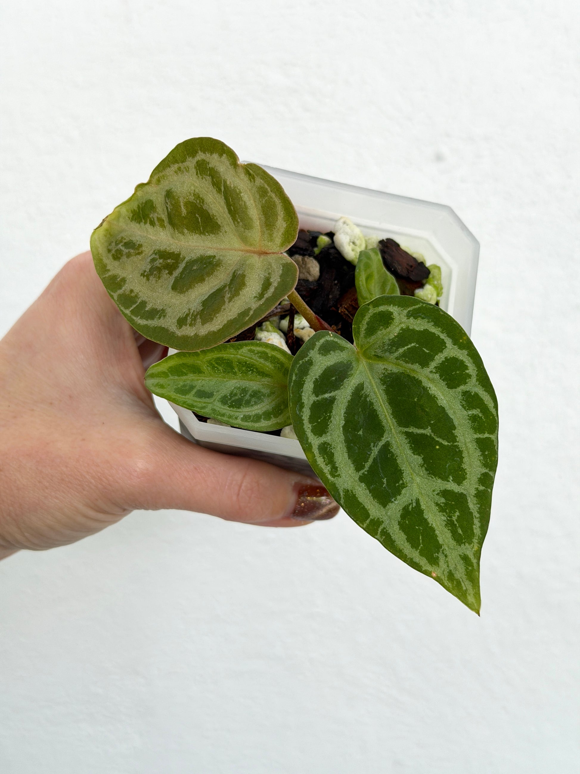 3" Anthurium 'Selby Silver' - Dade Plant Co