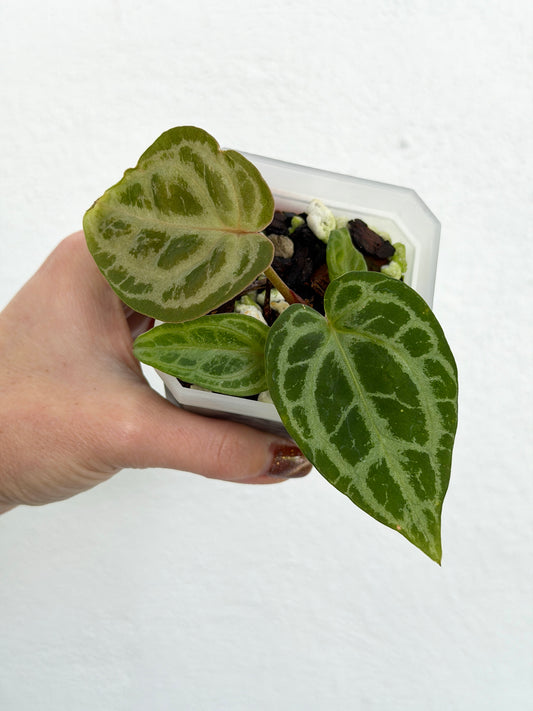 3" Anthurium 'Selby Silver' - Dade Plant Co