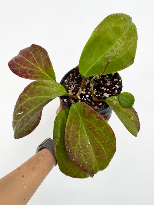 4" Hoya surigaoensis - Dade Plant Co