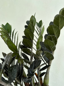 6" Zamioculcas Zamiifolia 'Raven ZZ Plant' - Dade Plant Co