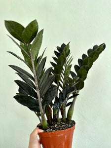 6" Zamioculcas Zamiifolia 'Raven ZZ Plant' - Dade Plant Co