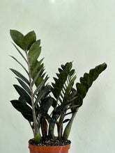 Load image into Gallery viewer, 6&quot; Zamioculcas Zamiifolia &#39;Raven ZZ Plant&#39; - Dade Plant Co
