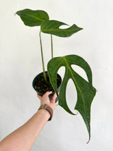 Load image into Gallery viewer, 6&quot; Philodendron Burle Marx Flame - Dade Plant Co

