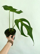 Load image into Gallery viewer, 6&quot; Philodendron Burle Marx Flame - Dade Plant Co
