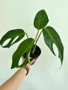6" Philodendron Burle Marx Flame - Dade Plant Co