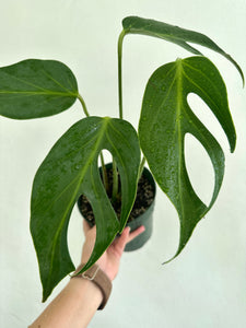 6" Philodendron Burle Marx Flame - Dade Plant Co
